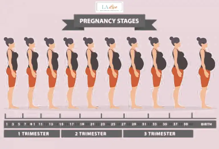 First Trimester (Weeks 1–12): Early Changes You Might Not Notice Arundel